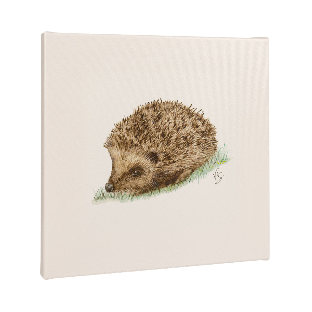 Hedgehog Canvas Print