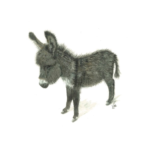 Donkey Canvas Print